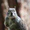 A small, gray ground squirrel faces forward with a dark nose. The squirrel’s fur appears textured and the background is a blurred, warm brown.