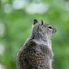 The photo shows a gray ground squirrel standing upright. The squirrel has dark gray fur and is looking upwards against a blurred green background.