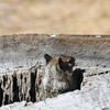 A ground squirrel sits within a weathered, light-brown tree stump. The squirrel’s fur is a rich, dark brown and it appears to be looking directly at the camera. The background shows a wide, grassy plain under a bright, open sky.