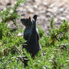 A dark gray ground squirrel is positioned amidst green vegetation. The squirrel is alert, with its head raised, looking in a specific direction.