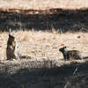 A ground squirrel sits upright in a field of dry grass. Behind it, another ground squirrel is partially visible, also in the tall grass.