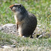 A ground squirrel with gray-brown fur is standing on a patch of green grass. The squirrel has a bushy tail and is looking directly at the camera.