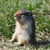 A ground squirrel with gray and brown fur sits upright in a patch of green grass. The squirrel is looking upwards with a focused gaze.