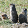 Three ground squirrels stand on a patch of green grass. The squirrels have dark fur and alert expressions as they look towards the viewer.