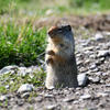 A ground squirrel sits upright on a rocky patch of ground. The squirrel’s fur is a mix of gray and brown, and it appears to be looking towards the camera.