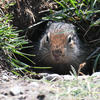 A ground squirrel with gray and brown fur peers out from a dark burrow. Green foliage surrounds the opening of the burrow where the squirrel is positioned.