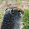 A ground squirrel with gray and brown fur peers upwards. The squirrel is set against a backdrop of bright green grass.