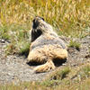 The image shows a marmot resting on a patch of dirt and tall, dry grasses. The marmot’s fur is a mix of light tan and dark gray, and its head is turned slightly to the side.