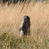 A marmot stands amidst tall, dry grasses. The animal’s fur is a warm gray color, and it is positioned within a field of golden-brown vegetation.