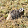 The photo shows a marmot resting on a patch of golden grasses. The marmot has a brown and gray coat and a small, dark nose.