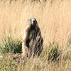 A marmot stands alert in a field of tall, dry grasses. The animal is a dark brown color with a lighter-colored chest and paws.
