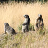 Three marmots are gathered in a field of dry, golden grass. The animals are positioned closely together, facing slightly to the left.