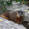 A marmot sits nestled among gray rocks and patches of green vegetation. The animal’s fur is a rich, reddish-brown color, and it appears to be in a resting position.