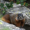 A brown marmot rests on a grey rock. Green foliage surrounds the animal, creating a natural setting.