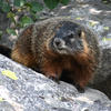 A marmot sits on a gray rock, its thick brown fur visible. Green leaves are scattered around the base of the rock.