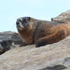 A marmot sits on a rocky surface, its fur a rich brown color. The background is a pale blue sky, and other marmots are partially visible in the distance.