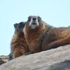 The image depicts two marmots sitting closely together on a gray rock. The marmots have dark, dense fur and appear to be facing the viewer.