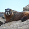 A marmot with brown fur and a distinctive white-tipped face sits on a rocky surface. The background is a pale blue sky and more rocks.