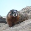 A marmot sits on a rocky hillside. The animal has a brown and gray coat and a small, dark nose.