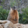 The image shows a marmot standing on a rocky surface. The marmot is a reddish-brown color with a dark gray head and a bushy tail.