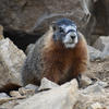 The photo shows a marmot standing on a sandy surface. The marmot has dark fur and a small, dark nose.