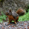 A pine squirrel stands on a ground covered in small, reddish-brown rocks. The squirrel has reddish-brown fur and a bushy tail, and is set against a backdrop of green foliage.