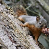 A pine squirrel clings to a textured, brown tree trunk. The squirrel’s fur is a muted gray-brown color and its paws are gripping the bark.