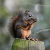 A pine squirrel sits on a textured, green wooden post. The squirrel has a dark brown coat and reddish-brown paws.