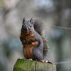 A pine squirrel sits on a textured, green stump. The squirrel has a dark coat with reddish-brown markings on its flanks and bushy tail.