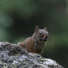 A reddish-brown pine squirrel rests on a textured, gray rock. The squirrel has a focused gaze as it sits amidst a blurred, green background.