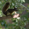 A pine squirrel sits on a textured, brown branch. The squirrel’s fur is a rich, dark color, and it appears to be looking directly ahead.
