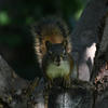 This image shows a pine squirrel in a dark, wooded setting. The squirrel has a rich, reddish-brown coat and a lighter underbelly.