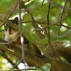 A pine squirrel is nestled amongst dark, branching trees. The squirrel is partially obscured by the dense, green foliage.