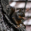 A pine squirrel sits nestled within the textured bark of a tree. The squirrel’s dark fur contrasts with the mottled gray-brown background.