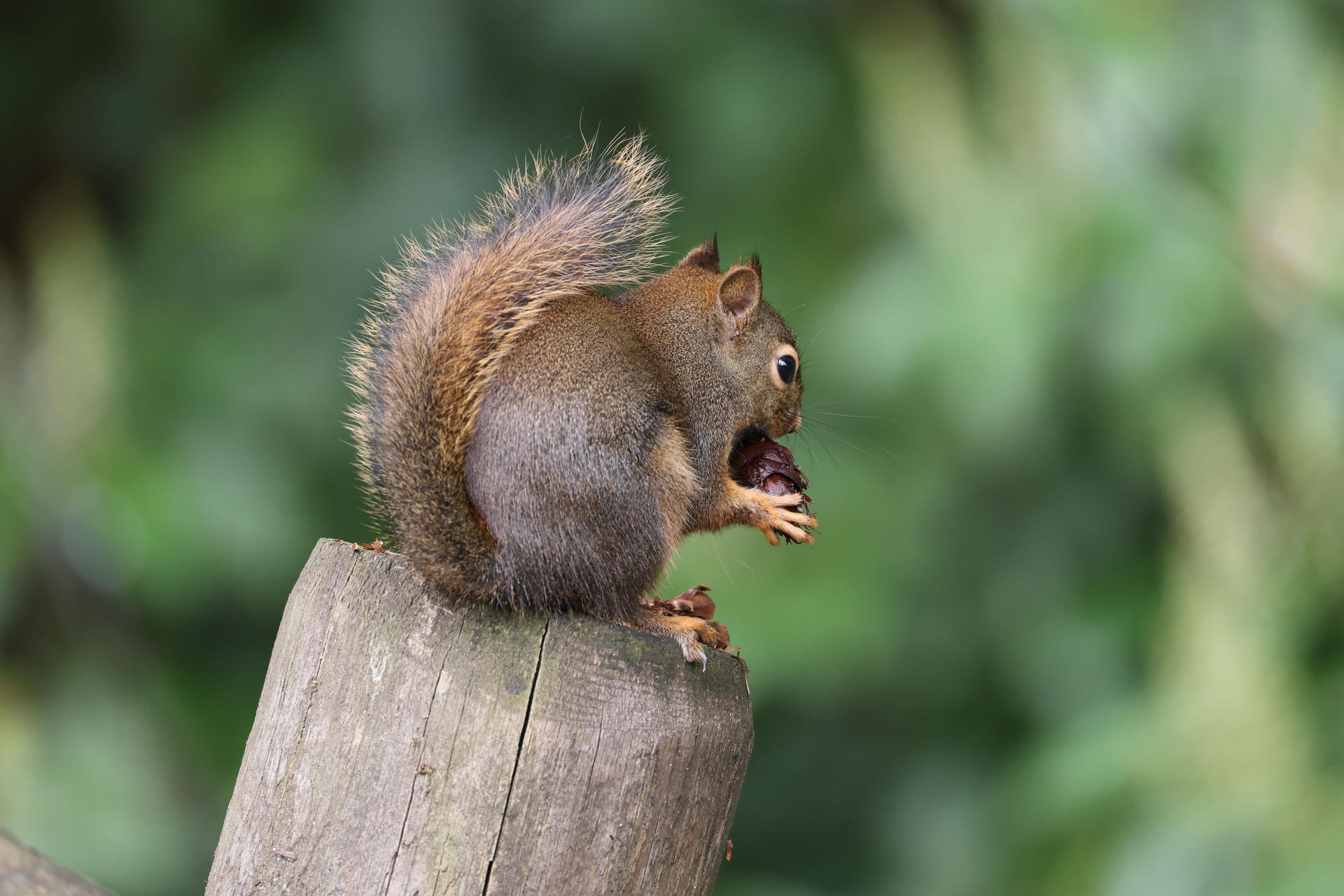 A pine squirrel is perched on a tree stump, holding and nibbling on a nut with its front paws. Its bushy tail is arched over its back, and the background is a soft green blur.
