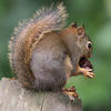A pine squirrel sits on a textured, brown surface. The squirrel’s face is turned towards the viewer, and its paws are extended.