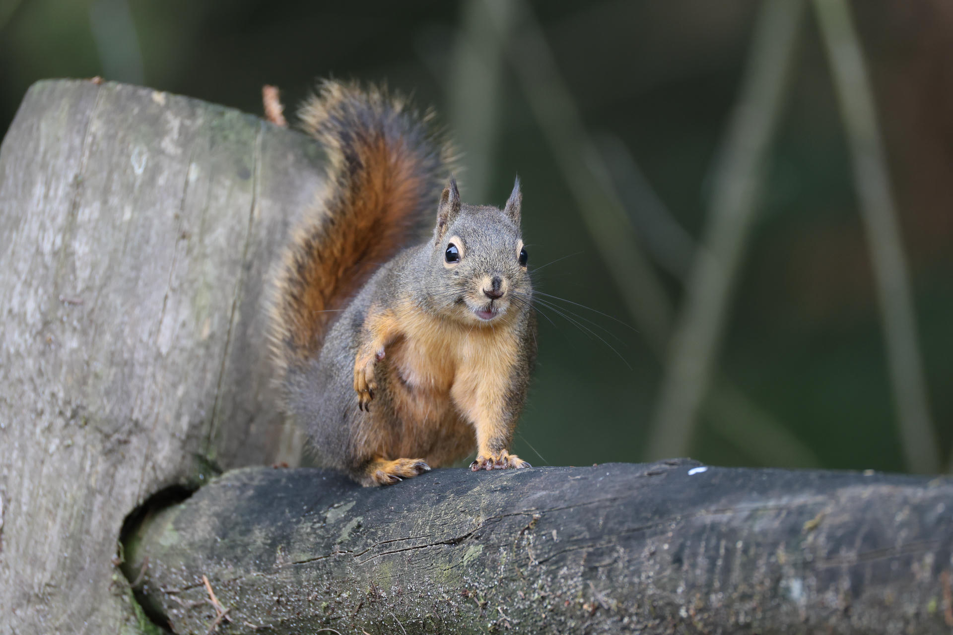 A pine squirrel with a bushy tail and reddish-brown fur is perched on a log, looking alertly toward the camera. The background is softly blurred, highlighting the squirrel’s features.