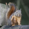 This photo captures a pine squirrel perched on a textured, brown surface. The squirrel has a fluffy, reddish-brown tail and a small, dark nose.