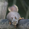 A pine squirrel sits on a dark, textured surface. The squirrel has a dark body and reddish-brown fur around its ears.