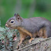 A pine squirrel sits on a textured, brown surface. The squirrel has a gray-brown coat and dark eyes, and is partially surrounded by green foliage.