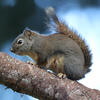A small, brown pine squirrel sits on a textured, brown branch against a blue background. The squirrel’s bushy tail extends upwards, adding to its overall size in the image.