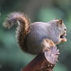This photo shows a pine squirrel with a dark face and a bushy, reddish-brown tail. The squirrel is positioned against a blurred green background.