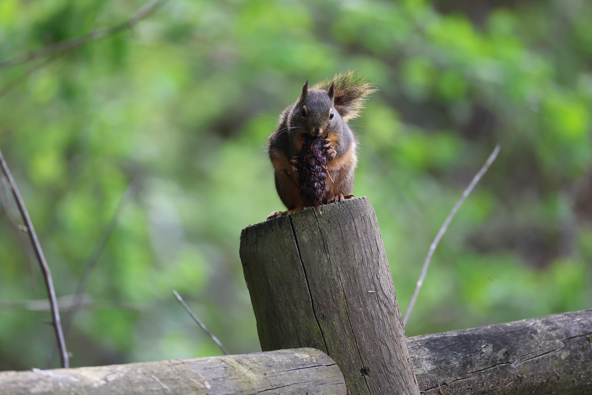 A pine squirrel is perched on a tree stump, holding and nibbling on a pine cone with its front paws. The background is softly blurred with shades of green, highlighting the squirrel’s bushy tail and alert posture.