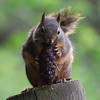 A dark-colored pine squirrel sits atop a textured, earthy surface. The squirrel’s fur appears dense and bushy, and its ears are pointed upwards.