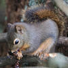 A small pine squirrel sits on a textured surface, holding a dark object in its paws. The squirrel’s fur is a muted gray-brown color, and the background is out of focus, suggesting a wooded setting.