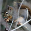 A pine squirrel is nestled among blurred, brown branches. The squirrel’s fur is a muted gray color, and its small paws are visible as it sits within the foliage.