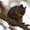 A small, dark pine squirrel sits perched on a textured brown branch. The squirrel’s fur appears dark, and the background is a soft, out-of-focus white.