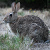 A gray rabbit sits on a patch of green grass. Its ears are perked up, alert to its surroundings.