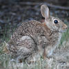 A brown rabbit sits on a patch of green grass. Its fur is a mix of browns and grays, and its ears are perked up attentively.