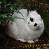 A fluffy, white rabbit sits nestled amongst dark green foliage. The rabbit’s dark eyes are visible, and its body appears rounded and soft.